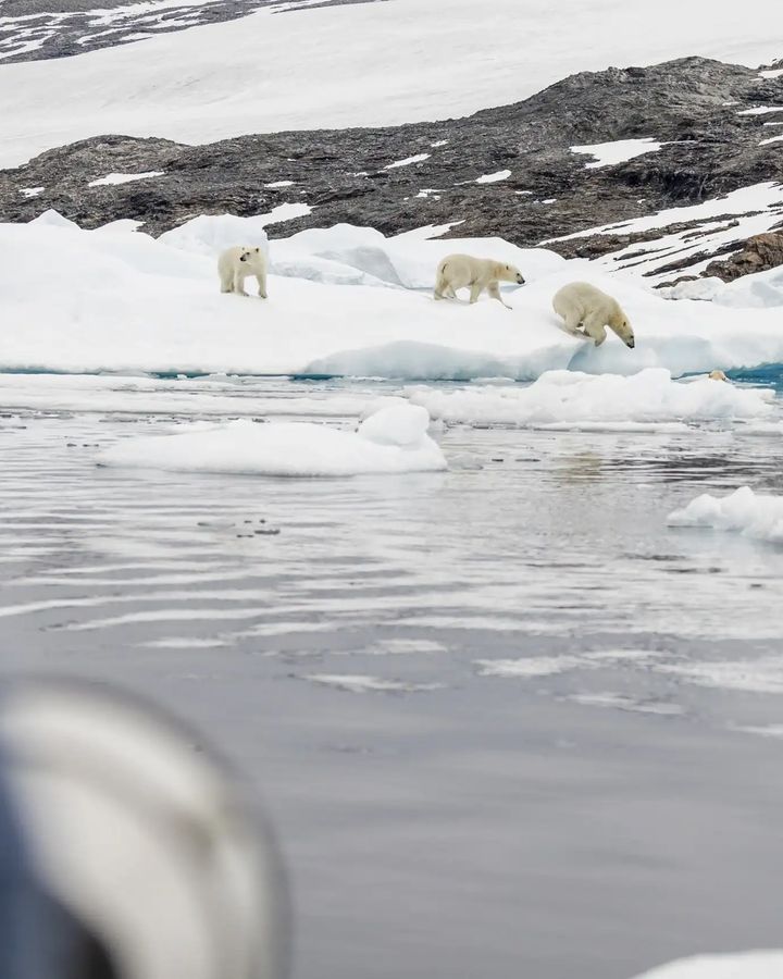 Polar bears jumping into the water