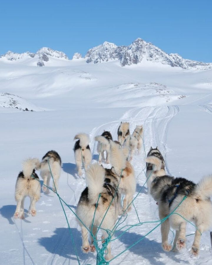 Dog sledding across snow covered mountains