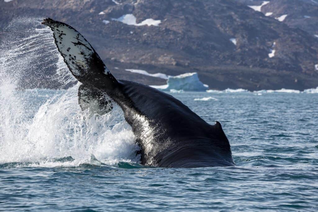 Whales breaching near Tasiilaq